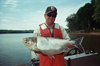 Invasive Asian silver carp caught by a wildlife officer during a roundup. Credit:U.S. Fish and Wildlife Service