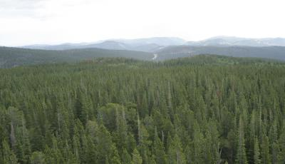 A surprising new CU-Boulder study indicates subalpine forests in the West will soak up less carbon dioxide as the climate warms and the growing seasons lengthen. Credit: Image courtesy Steve Miller, CIRES