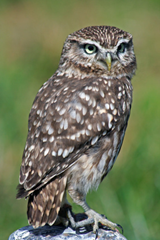 Little Owl, Athene Noctua. Owls UK