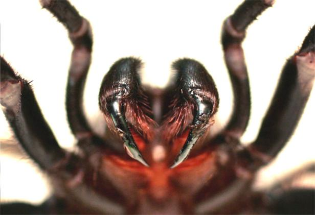 Humans can die less than two hours after being bitten by the spider. GETTY IMAGES