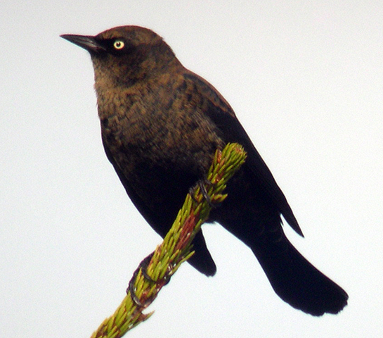 Rusty Blackbird - Bob Duchesne
