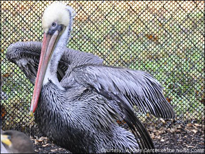 One of several pelicans brought to the Wildlife Center of the North Coast in Astoria. 