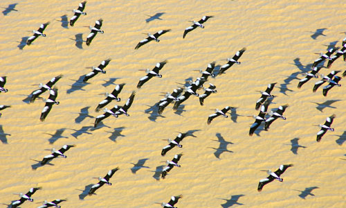Pelicans flying over flood waters in Australia. Photo courtesy of Wayne Lawler of the Australian Wildlife Conservancy.