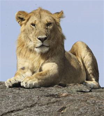 A male lion at Kenya's Masai Mara National Reserve on Wednesday. Drought and a pesticide are blamed for at least 75 poisoning deaths of the predator since 2001. AP