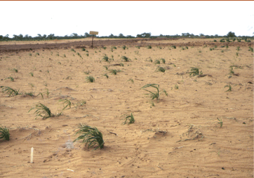 Drought derails progress along development pathways, inhibiting farmers from making future investments. ICRISAT