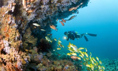 Ocean acidification will endanger the algae that hold together this reef in the Maldives. Photograph: Michele Westmorland / Getty Images