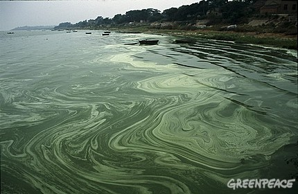Blue-green algal bloom in Chao Lake in Anhui province. June 2008. © Greenpeace / Raphael Roger Henri Fournier 
