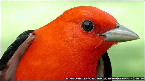 Scarlet tanagers are more than 2% smaller today than in the 1960s. Robert Mulvihill, Powdermill Avian Research Centre 