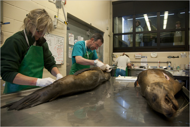 Dr. Frances Gulland and Dr. Bill Van Bonn performing an autopsy on a young sea lion on Feb. 23 at the Marine Mammal Center in Sausalito, Calif. Heidi Schumann for The New York Times