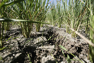 The Philippine rice paddies most frequented by tourists at Batad and Bangaan had dried up completely as much of the country suffered from an El Niño-induced drought. -- PHOTO: REUTERS