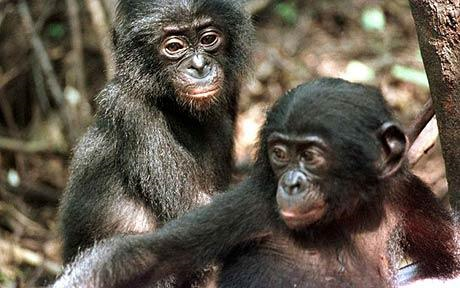 Two baby Bonobo chimpanzees at the Bonobo sanctuary in Kinshasa, 21 May 2000. Photo: AFP / GETTY