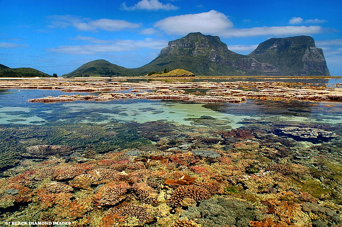 The magnificent coral reefs and lagoon of Lord Howe island is the most southern coral in the world and may well be the last bastion of coral reefs threatened inexorably by global warming in other places. Water temperatures of 26 degrees celcius are enough to bring on coral bleaching and Lord Howe has not been immune to such events. bdimages