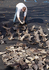 NOAA agent counting confiscated shark fins. www.scientificamerican.com 