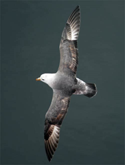 Northern Fulmar. The gray back and white head might make one think 'gull' if glimpsed quickly. Note, however, the very short, rounded tail. G. Brady via seanetters.wordpress.com