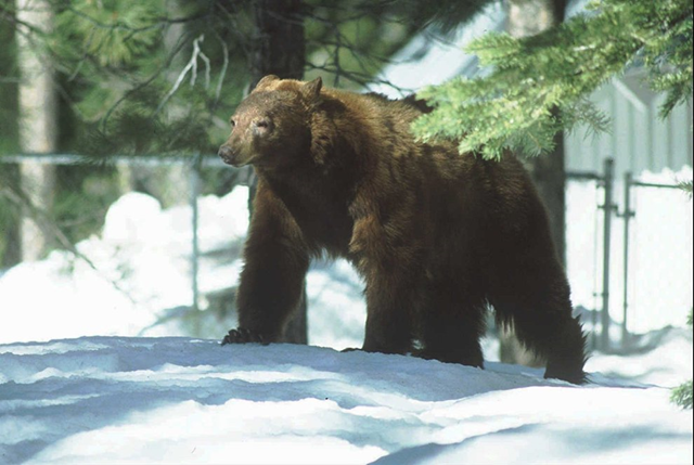 A bear wanders through a South Lake Tahoe neighborhood. In recent weeks, bears have broken into 15 Tahoe-area homes. DAN THRIFT / Tahoe Daily Tribune file, 1997