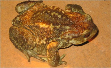 Common toads sense earthquake danger