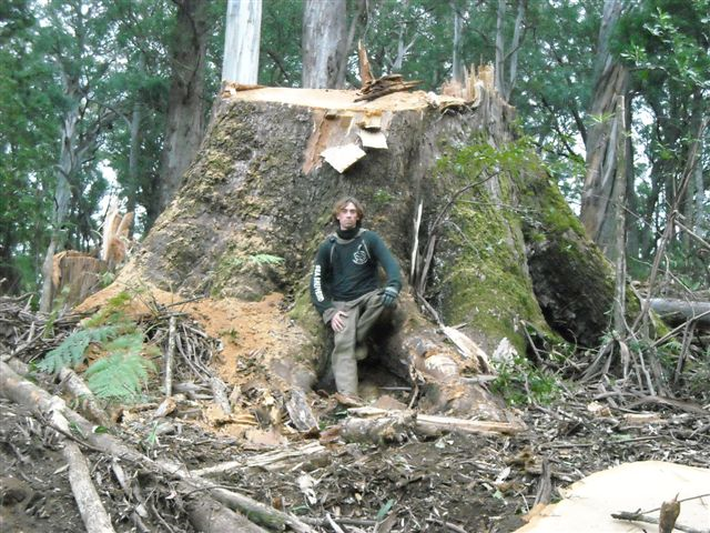 Anti-logging activist rests on the stump of a logged ancient tree, 25th March 2009. A group of 20 forest conservationists are preventing the clearfelling of one of the last stands of old growth forest in the upper Delegate River catchment in East Gippsland. Members of the group have prevented six logging machines from working using a complicated series of tripod structures, cables and a tree platform. Note the Sea Shepherd Conservation Society garb. hermetic.blog.com