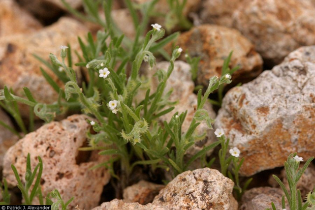 Pectocarya recurvata - curvenut combseed. &copy;Patrick J. Alexander. via plants.usda.gov