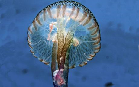 Mauve stinger (Pelagia noctiluca). Swarms of venomous jellyfish are moving toward British waters  Photo: BNPS