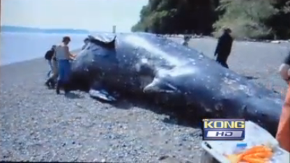 Gray whale that died after stranding on a West Seattle beach on 14 April 2010. Its stomach was filled with garbage. KONG TV