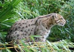 The fishing cat, Prionailurus viverrinus, has changed category from Vulnerable to Endangered because of the severe decline throughout much of its Asian range over the last decade. (Photo &copy; Mathieu Ourioux courtesy IUCN)