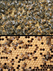 Sudden Colony Collapse Disorder (CCD) in honeybees. A frame of brood from a healthy hive (top) is densely covered with worker bees. In CCD, relatively few worker bees are present in a hive that otherwise appears normal. Such a hive cannot survive for long without workers to gather food and regulate temperature. stock photo by PhotographersDirect via honeybee-news.com