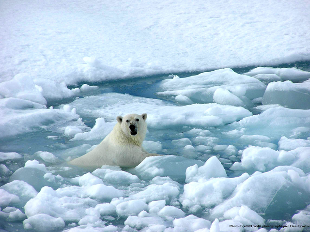 Polar bear swimming amidst Arctic sea ice. Copyright Dan Crosbie via Polar Science Center, psc.apl.washington.edu