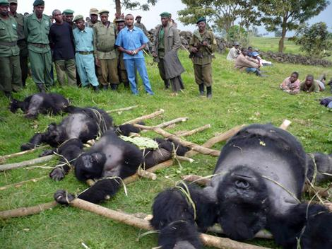 Officials of Virunga National Park in the Democratic Republic of Congo with the bodies of four mountain gorillas illegally slaughtered. Photo: Reuters via smh.com