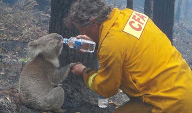 CFA officer David Tree stops to give Sam the koala a drink of water. Picture: Russell Vickery