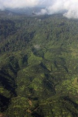 Oil palm plantations and logged over forest in Malaysian Borneo. While much of the forest land converted for oil palm plantations in Malaysia has been logged or otherwise been zoned for logging, expansion at the expense of natural and protected forest does occur in the country. Reserve borders are sometimes redrawn to facilitate logging and conversion to plantations.