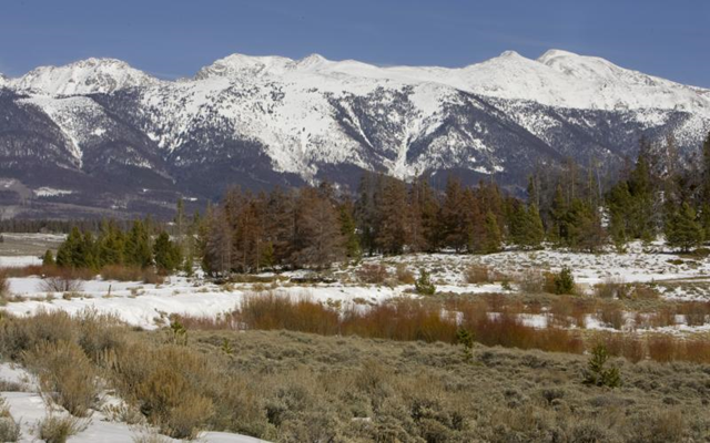 Trees that include pine beetle devastated pines and healthy tress stand in the shadows of a mountain range surrounding the North Park area of the Routt-Medicine Bow district in Walden, Colorado on April 7, 2009. The U. S. Forest Service has been forced to allow the historic proportioned pine beetle epidemic to run its natural course. 100 percent of the mature (60-150 year old trees) are infected and 80 percent will die. (UPI Photo / Gary C. Caskey)