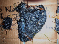 Tar balls retrieved Monday from Fort Zachary State Park in Key West, Fla., are shown in this Monday, May 17, 2010 photo provided by the U.S. Coast Guard on Tuesday, May 18, 2010. Officials said Wednesday that a lab analysis determined the tar balls did not originate from the BP / Deepwater Horizon spill site. (AP Photo / U.S. Coast Guard)