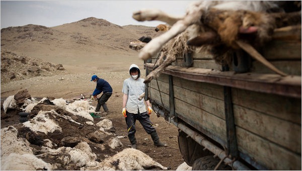 A work-for-cash program, financed with a $1.5 million grant from the United Nations, pays herders in Mongolia to gather animal carcasses and bury them in pits, after the historic summer drought and brutally cold winter. Gilles Sabrie for The New York Times
