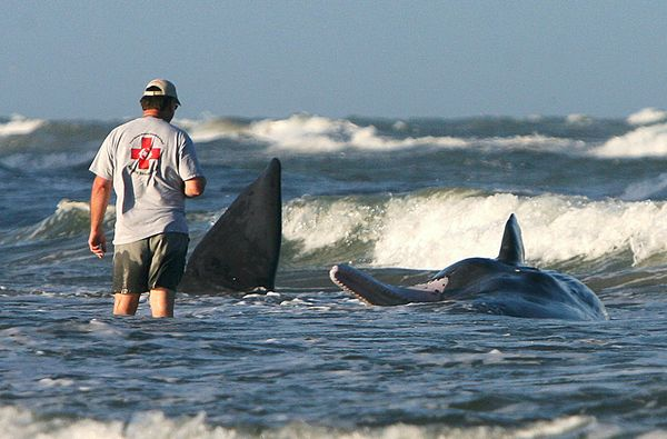 A beached sperm whale lies in the surf near Port Aransas, Texas, on the U.S. Gulf Coast in 2008. Photograph by Rachel Denny Clow, Corpus Christi Caller-Times / AP