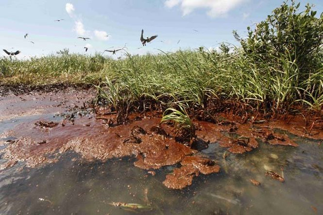 Nesting pelicans are seen landing as oil washes ashore on an island that is home to hundreds of brown pelican nests as well at terns, gulls and roseated spoonbills in Barataria Bay, just inside the the coast of Louisiana, Saturday, May 22, 2010. Oil from the Deepwater Horizon oil spill is now impacting large stretches of the Louisiana Coast. AP Photo / Gerald Herbert