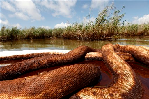 Oil booms sit in a marsh after being impacted by the Deepwater Horizon oil spill in Pass a Loutre, La., Saturday, May 22, 2010. (AP Photo / Gerald Herbert)