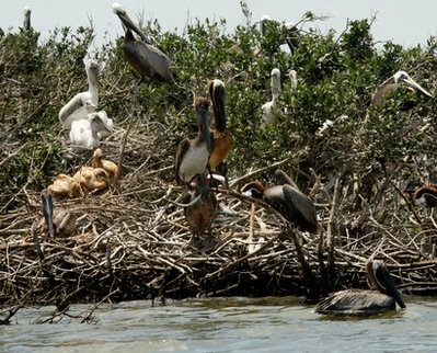 Oil-stained pelicans stand on an island in Barataria Bay just off the the coast of Louisiana, Sunday, May 23, 2010. The island, which is home to hundreds of brown pelican nests as well at terns, gulls and roseate spoonbills, is impacted by oil, seen at waterline, from the Deepwater Horizon oil spill. (AP Photo / Gerald Herbert)