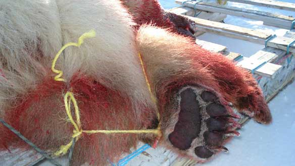 The bear that David Kuptana shot on April 8, 2010 had white fur like a polar bear, but brown paws like a grizzly. (Submitted by Joseph Perry)