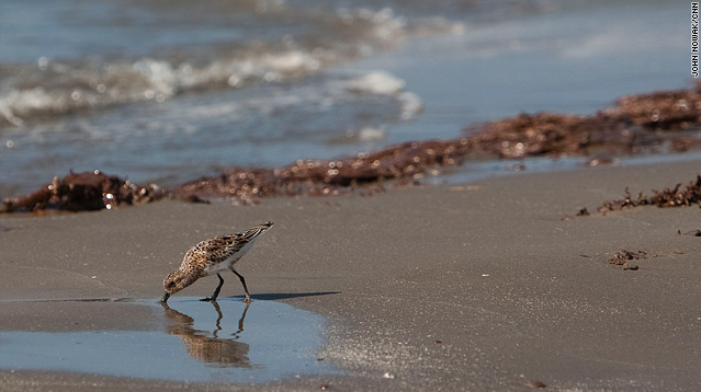 A sandpiper dips its beak into the sand between two clumps of oil on Sunday, 23 May 2010, in Port Fourchon. John Nowak / CNN