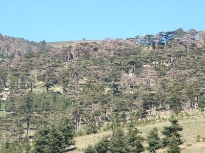 The prolonged drought in northwest Africa from 1999-2002 killed many Atlas cedar trees. This photo is from a site in Algeria where tree-ring researcher Ramzi Touchan took samples to develop a drought history of the region. The trees, also known as Cedrus atlantica, are native to the Atlas Mountains of northwest Africa. Credit: Photo courtesy of R. Touchan, University of Arizona.