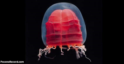 Red paper lantern jellyfish live off Japans Sanriku Coast. They are six inches long with tails up to three feet long. Dhugal Lindsay (nfs)