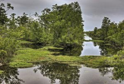 Wetlands in Louisiana's Barataria Jean Lafitte nature preserve (Photo by Ray Devlin)