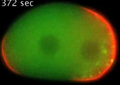 An embryo treated with RNA interference to delay the onset of cell polarization. At the beginning of the process, P granules (green) have already nearly completely dissolved throughout the embryo. However, when the embryo ultimately polarizes, the polarity protein PAR-2 (red) appears on the posterior cortex, and P granules reform by condensation in the vicinity of this posterior region. Credit: Clifford Brangwynne (Credit: Image courtesy of Marine Biological Laboratory)