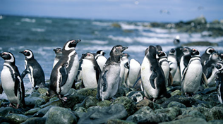 Magellanic penguins. Philip Coblentz / Brand X / Corbis