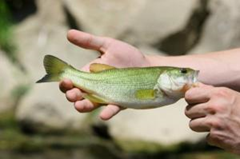 Smallmouth bass. Scientists have found new clues as to why so many male smallmouth bass in the Potomac River basin have immature female egg cells in their testes - a form of intersex. (Credit: iStockphoto)