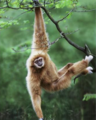 A white-handed gibbon. ALAMY