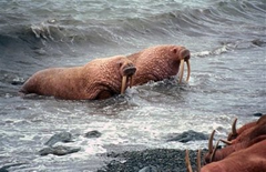 In this undated photo provided by the U.S. Fish and Wildlife Service, walrus swim to shore on a beach in Alaska. Thousands of walrus are congregating on Alaska's northwest coast because of receding sea ice in the Arctic. An environmental group is seeking to list walrus as an endangered or threatened because of disappearing summer sea ice. (AP Photo / U.S. Fish and Wildlife Service)