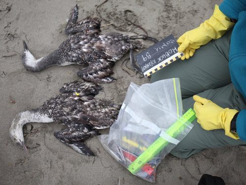 Dead seabirds on Hobuck Beach on the Washington State coast.
