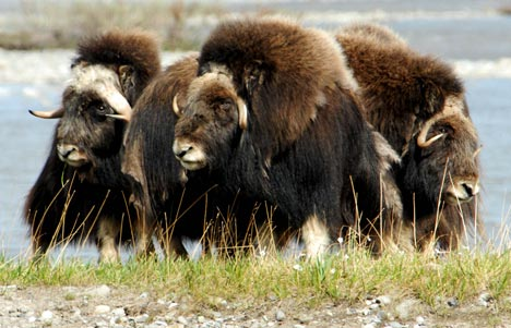 Musk oxen must fend off more grizzly bears due to climate change. Photo credit: Steve Zack / Wildlife Conservation Society.