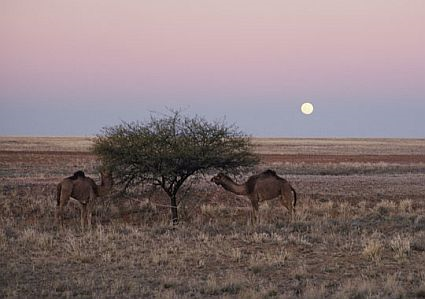 Feral camels in the country are becoming desperate due to the shortage of water in drought-ridden Australia. Camels 'mad with thirst' had recently rampaged through the Western Desert community of Warakurna, damaging toilets, taps and air conditioners in a frenzied search for water.